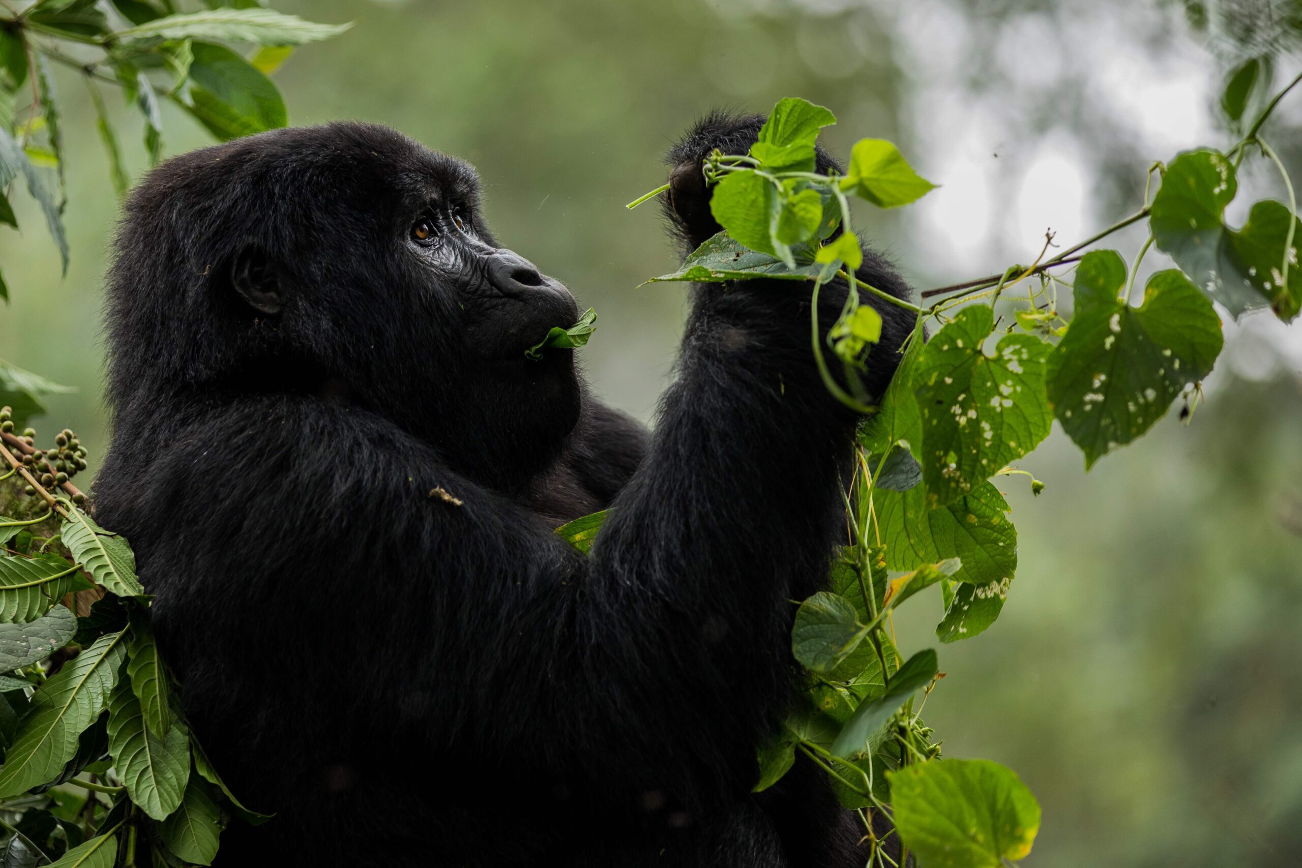 Volcanoes National Park . Rwanda